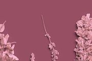 Rose Quartz Pressed Botanical PNG, an Object Graphic by Custom Scene (Thumbnail 5 of 8)