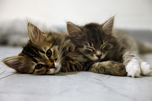 Adorable tabby kittens lying side by side on a light floor, one awake and one s, an Animal Photo by Ales Munt
