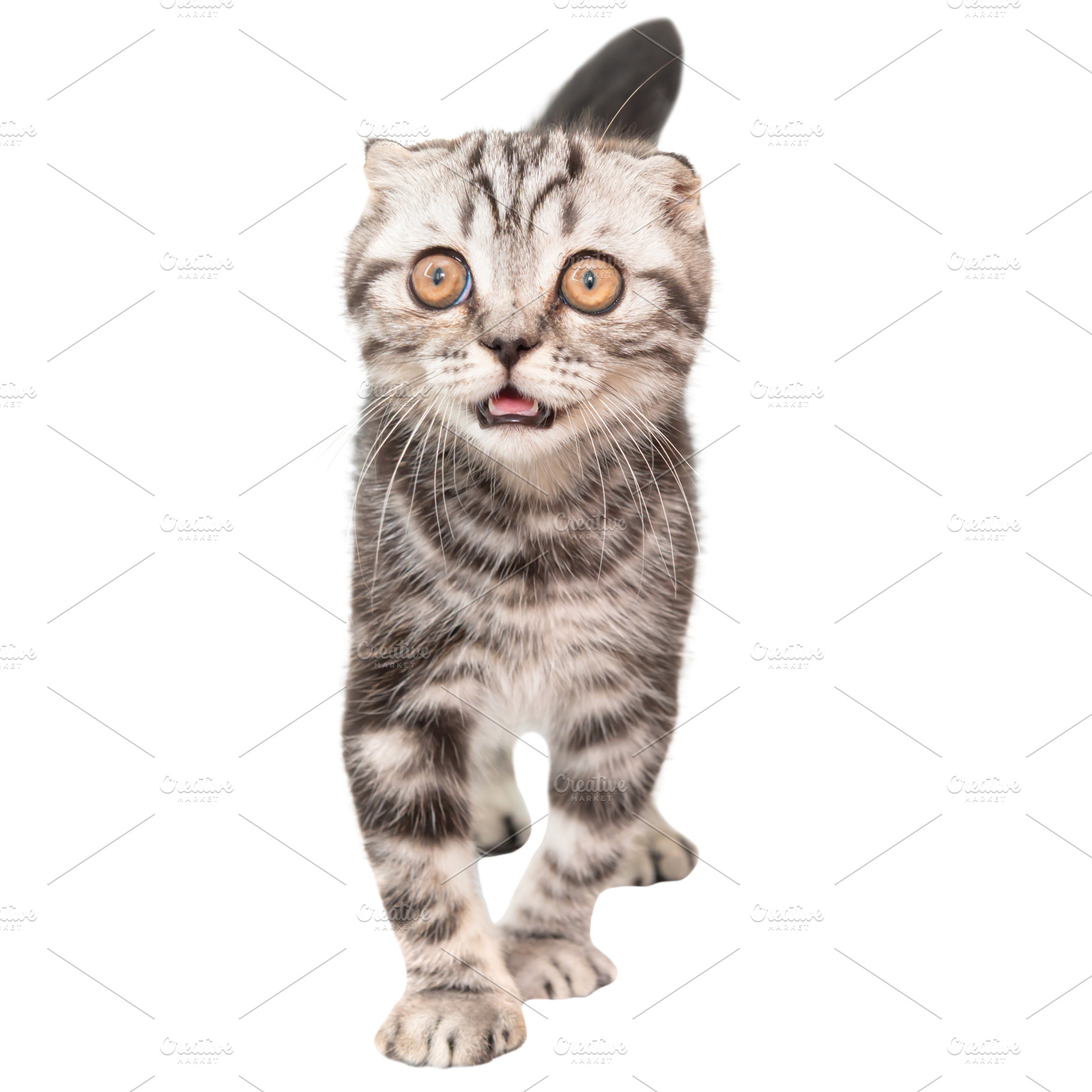 Little kitten Scottish fold cat, an Animal Photo by Vapi