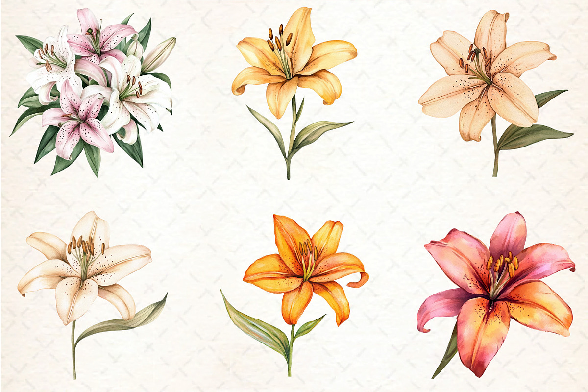 Watercolor Lily Flower Boho Clipart, an Illustration by DreamCafeArt (Photo 2 of 5)