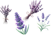 Watercolor lavender Clipart, an Illustration by Designworld (Thumbnail 5 of 5)