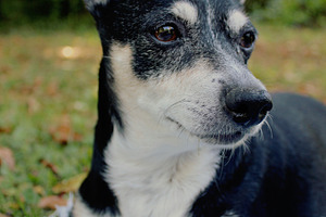 Sweet Old Dog
