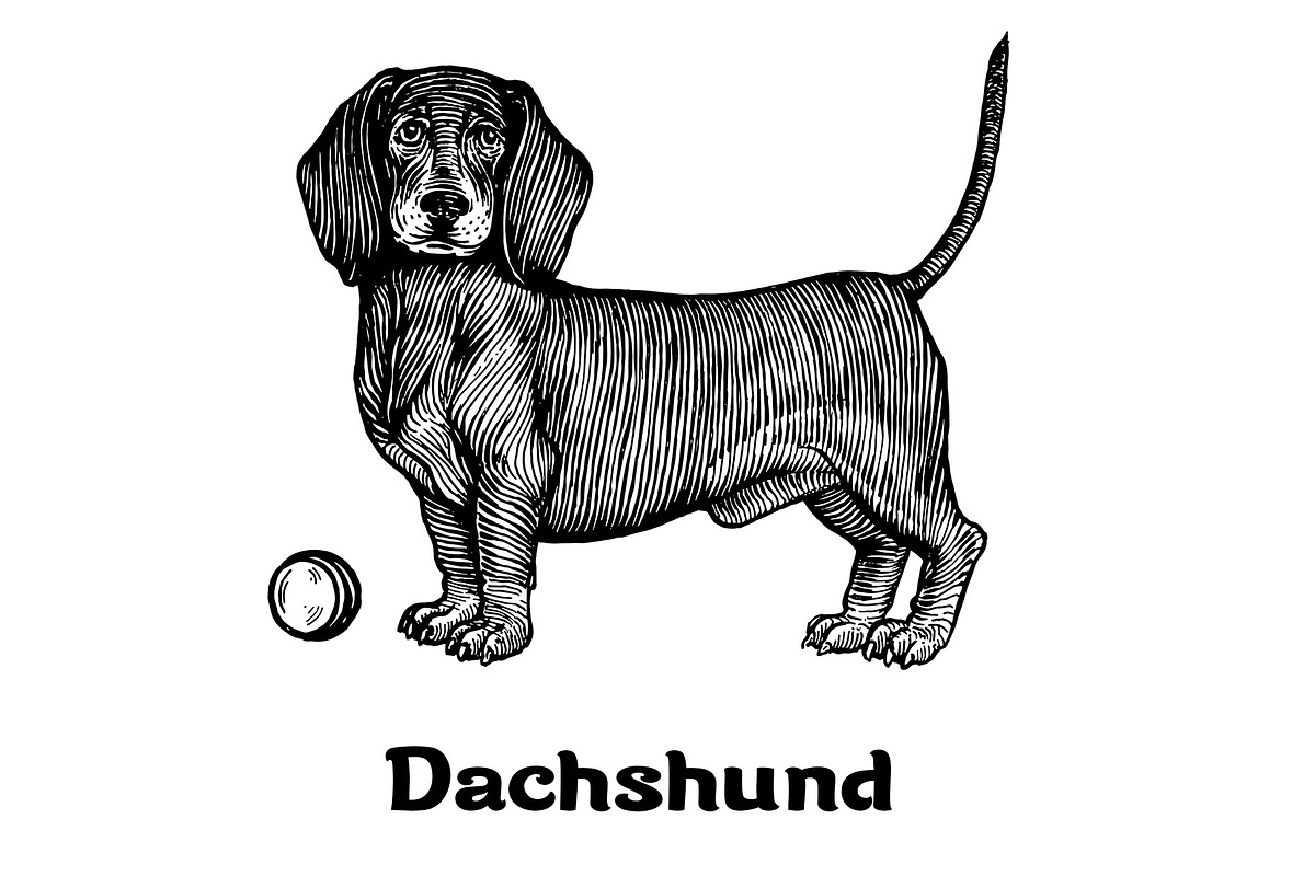 Dogs collection, part 1, an Animal Illustration by ZotovShop (Photo 4 of 9)