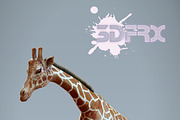 HD_GIRAFFE(Rigged&Posed), an Animal 3D Model by 3DFRX (Thumbnail 2 of 5)