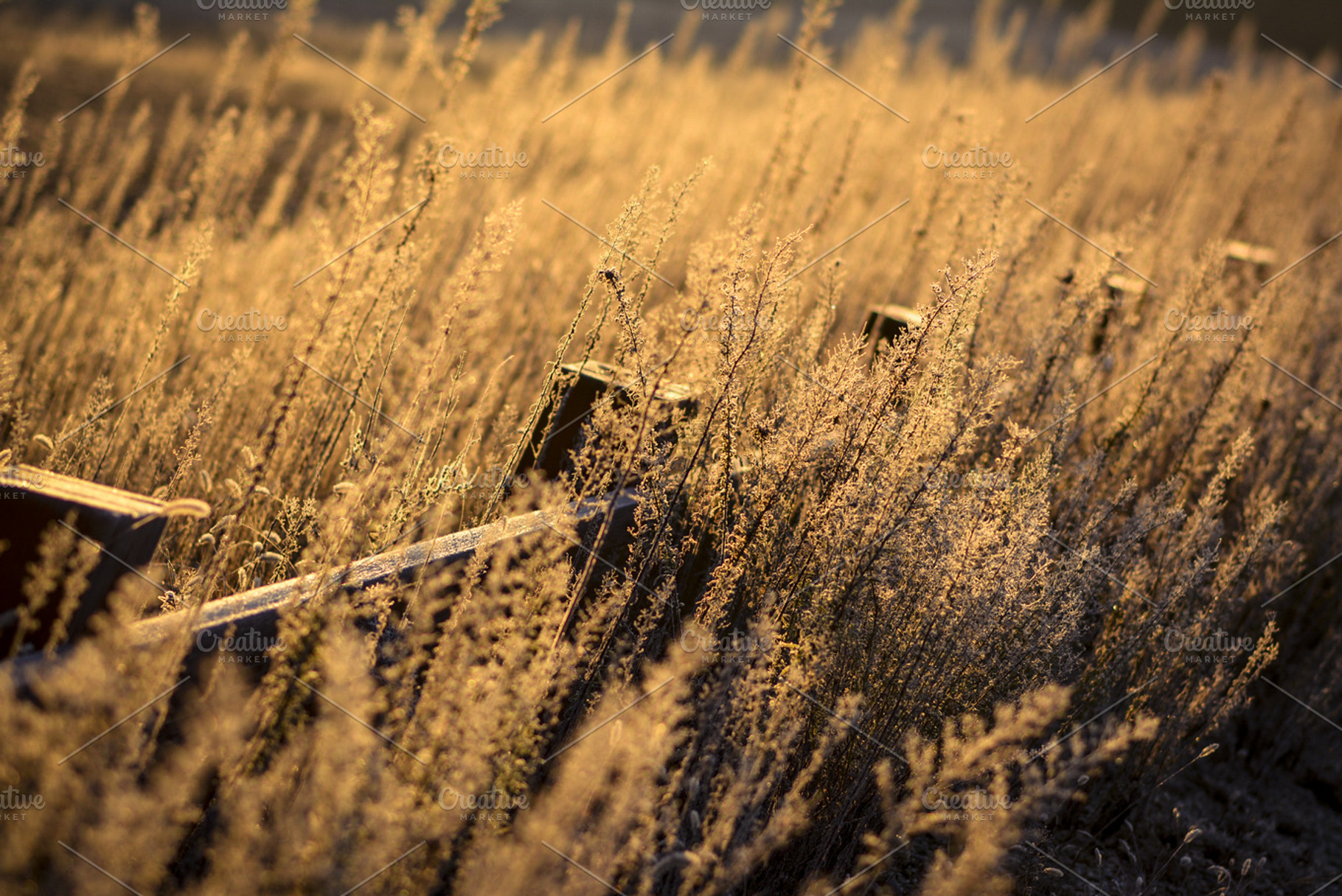 Fence Through Dry Grass