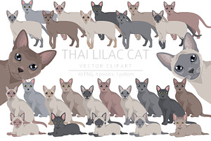 Thai Lilac cat