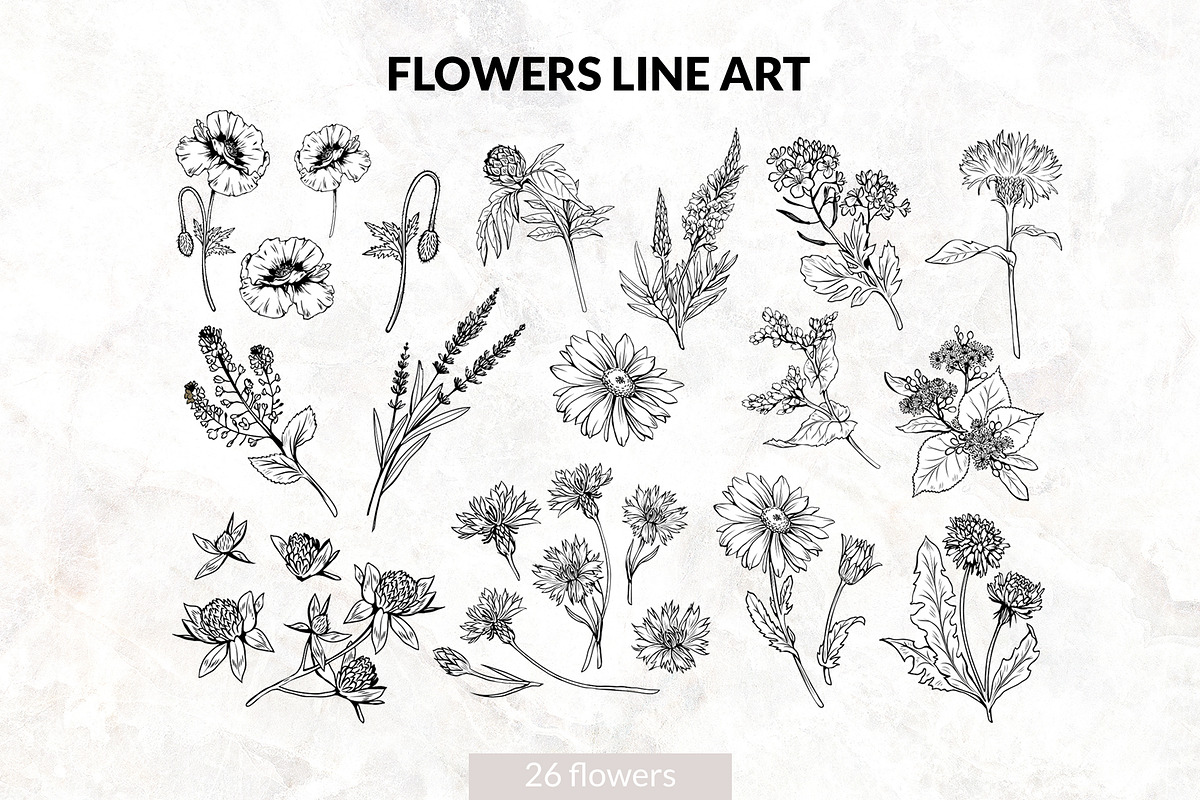 Flowers Line Art. Floral Clipart, a Decorative Illustration by ilonitta (Photo 2 of 11)