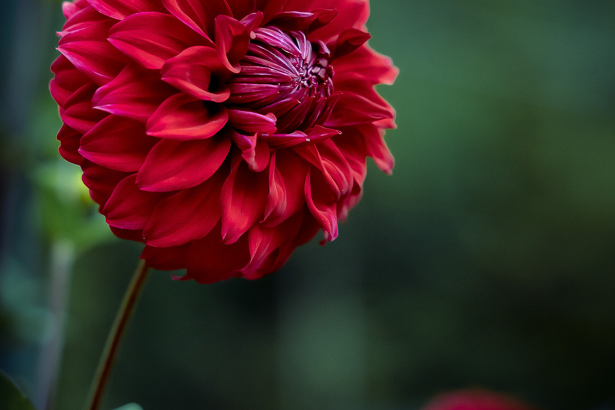 Flower & Garden Collection 15 photos, a Nature Photo by Silent Nature (Photo 7 of 14)