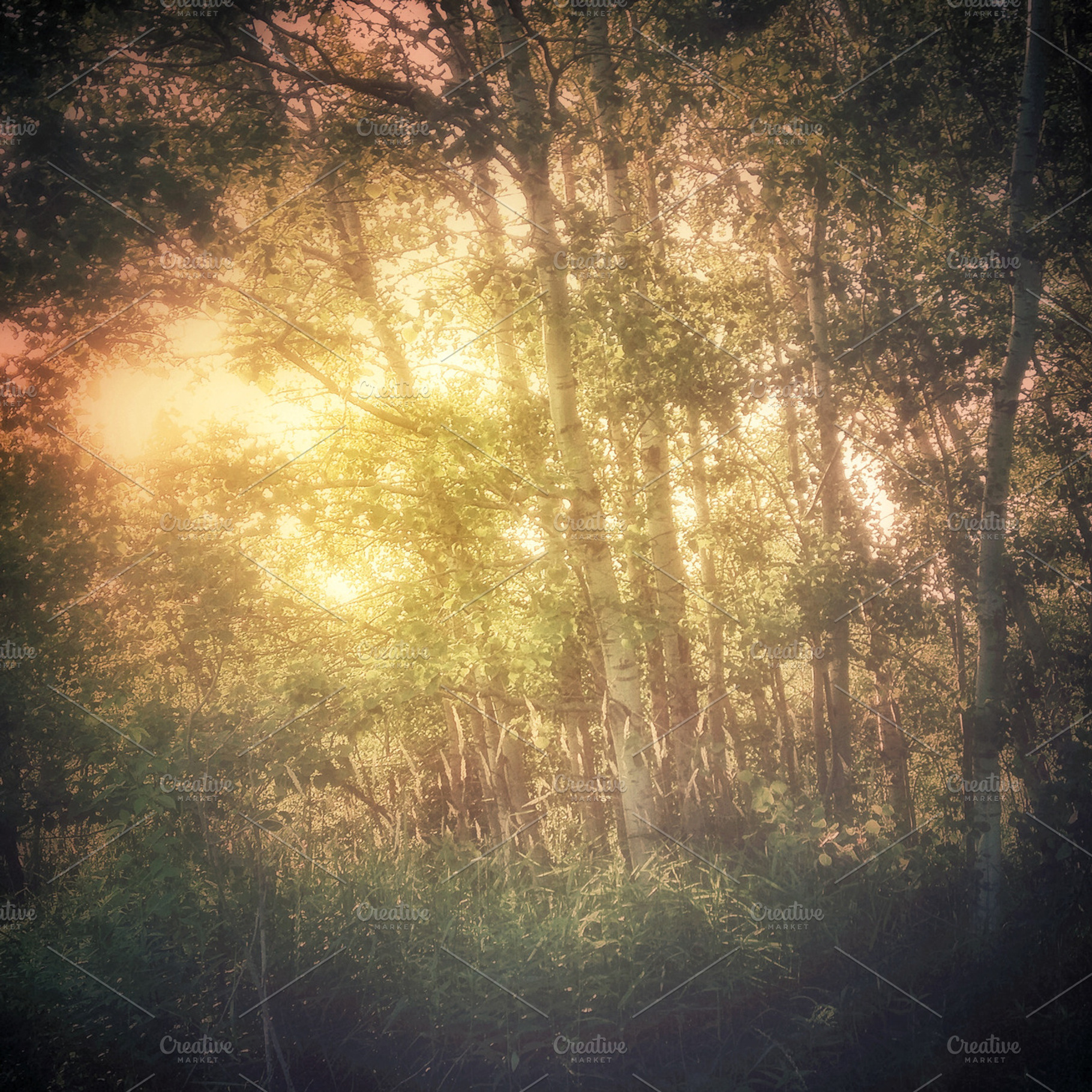Lo-fi Disney Forest Snapshot