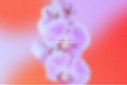 Bold Bloom – Floral Backgrounds, a Background Graphic by StudioMorf (Thumbnail 6 of 14)