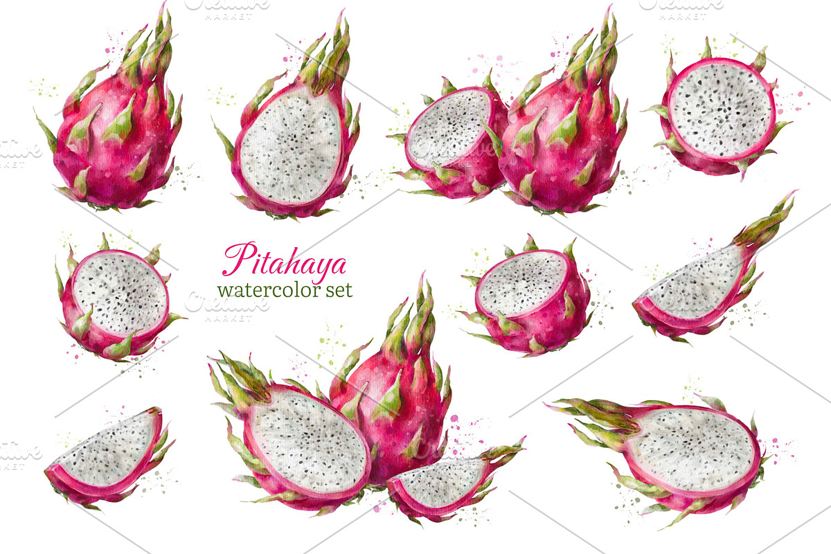 Dragon Fruit Watercolor. Pitahaya., a Decorative Illustration by VetaDesign (Photo 2 of 8)