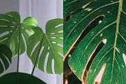 45 Aesthetic Monstera Plant Photos, a Nature Photo by Incomelion (Thumbnail 6 of 12)