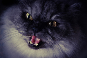 Cat speaking stock picture