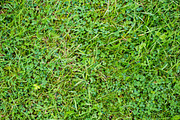 Feeling Green, a Templates & Theme by Feelings (Thumbnail 3 of 5)