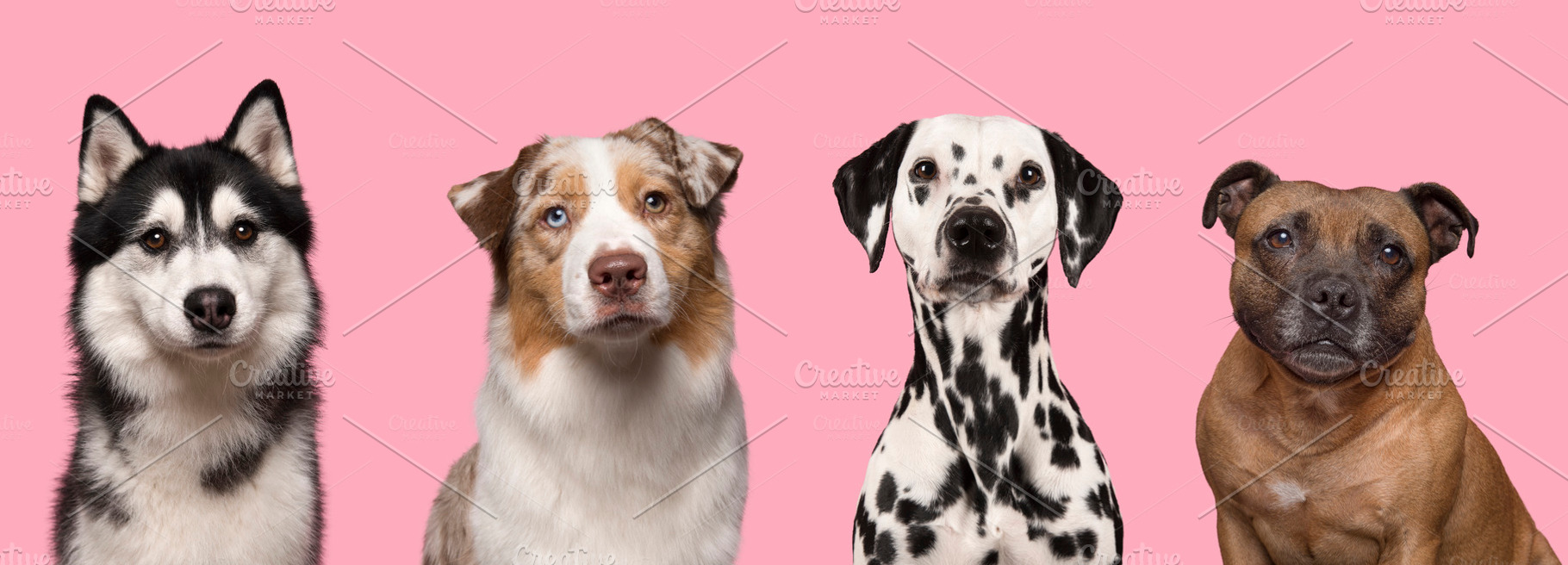 Portraits of various dogs on pink, an Animal Photo by Elles Rijsdijk