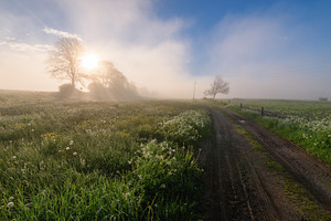 Sunrise on the meadow full of flowers