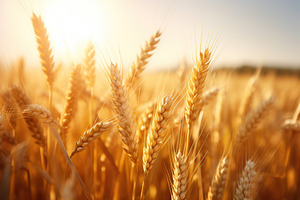 Closeup of wheat field, a Nature Photo by AlyaAnd