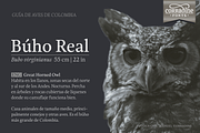 Austera Text Essential #2, a Serif Font by Corradine Fonts (Thumbnail 14 of 14)