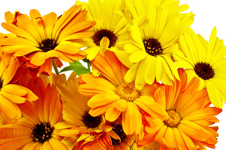 Calendula Bouquet, a Nature Photo by rezkrr
