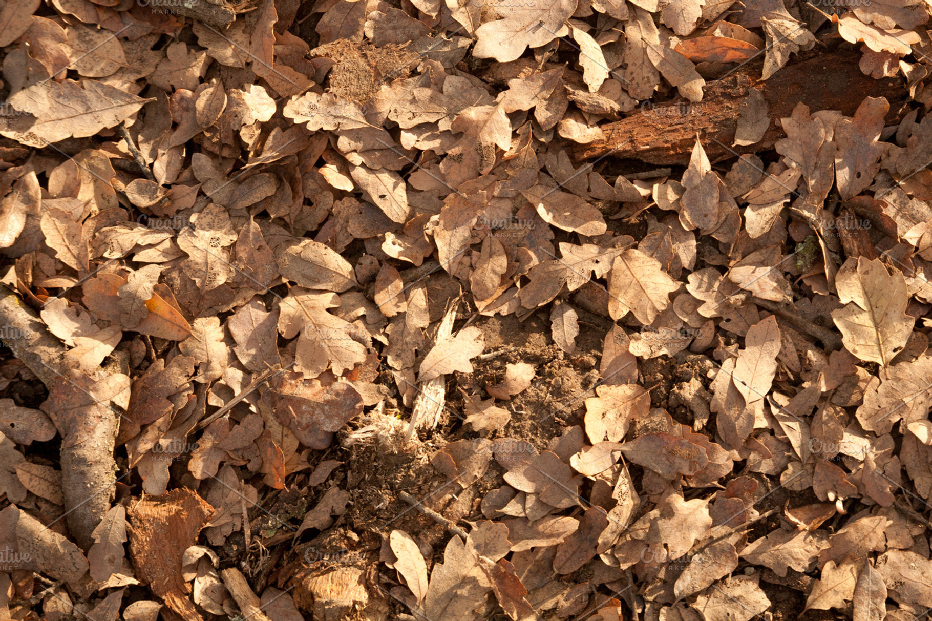 Leaf Litter - Oak Leaves, a Nature Photo by SheriVan Wert Photography