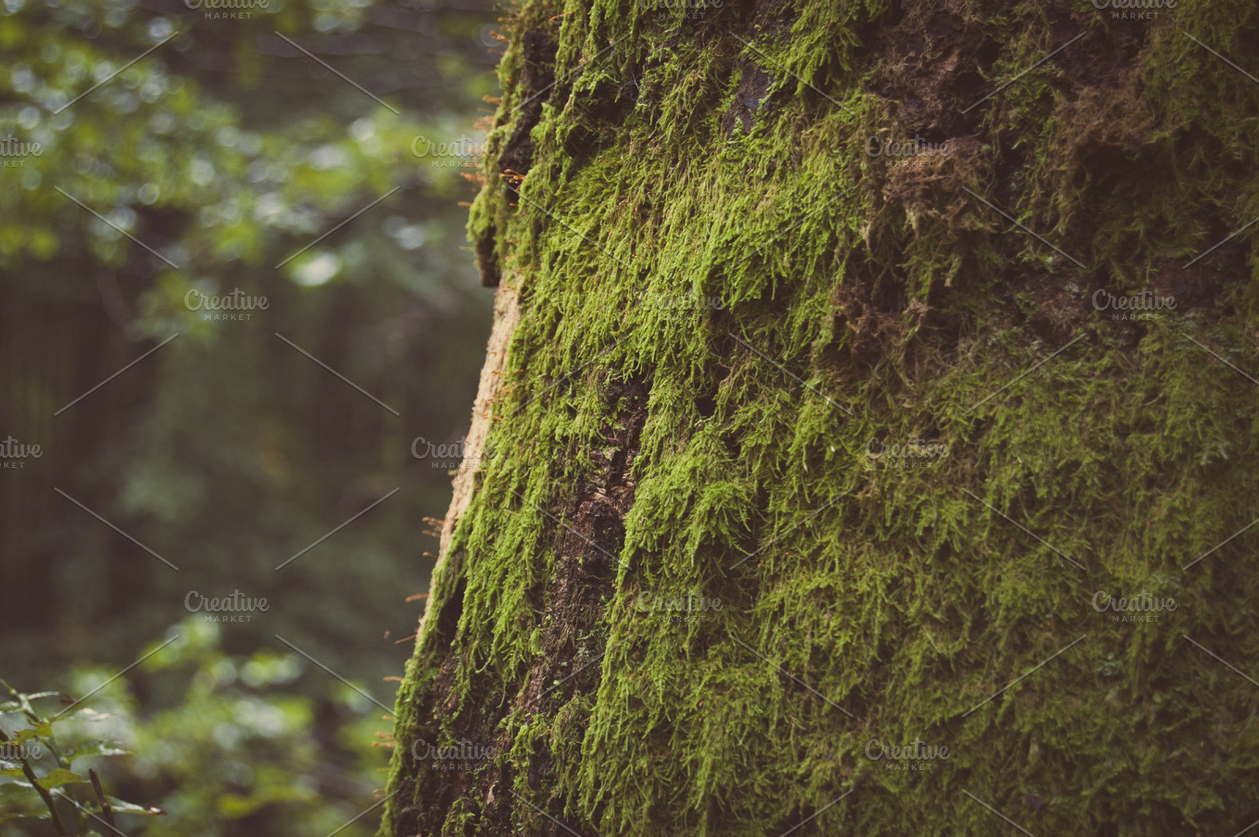 Tree featuring forrest, wood, and green, a Nature Photo by bozekmichal