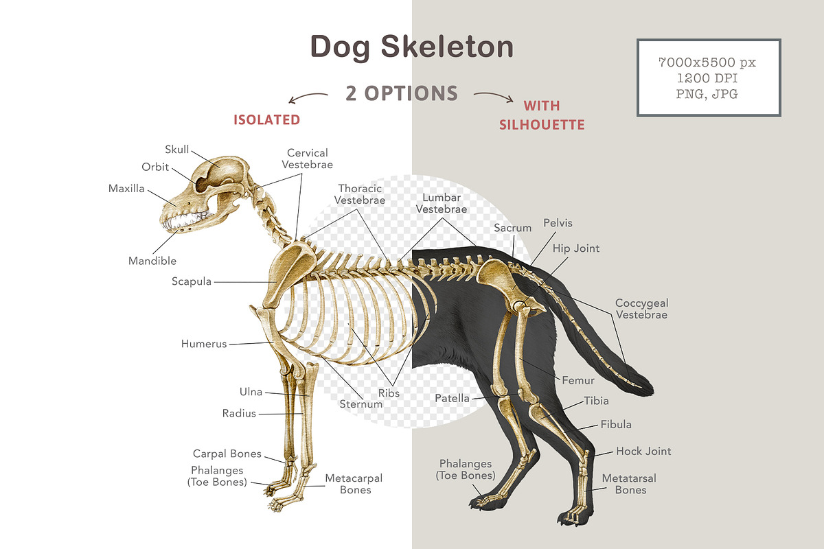 Animal Anatomy Study Pack, an Education Illustration by AnitaPol (Photo 18 of 20)
