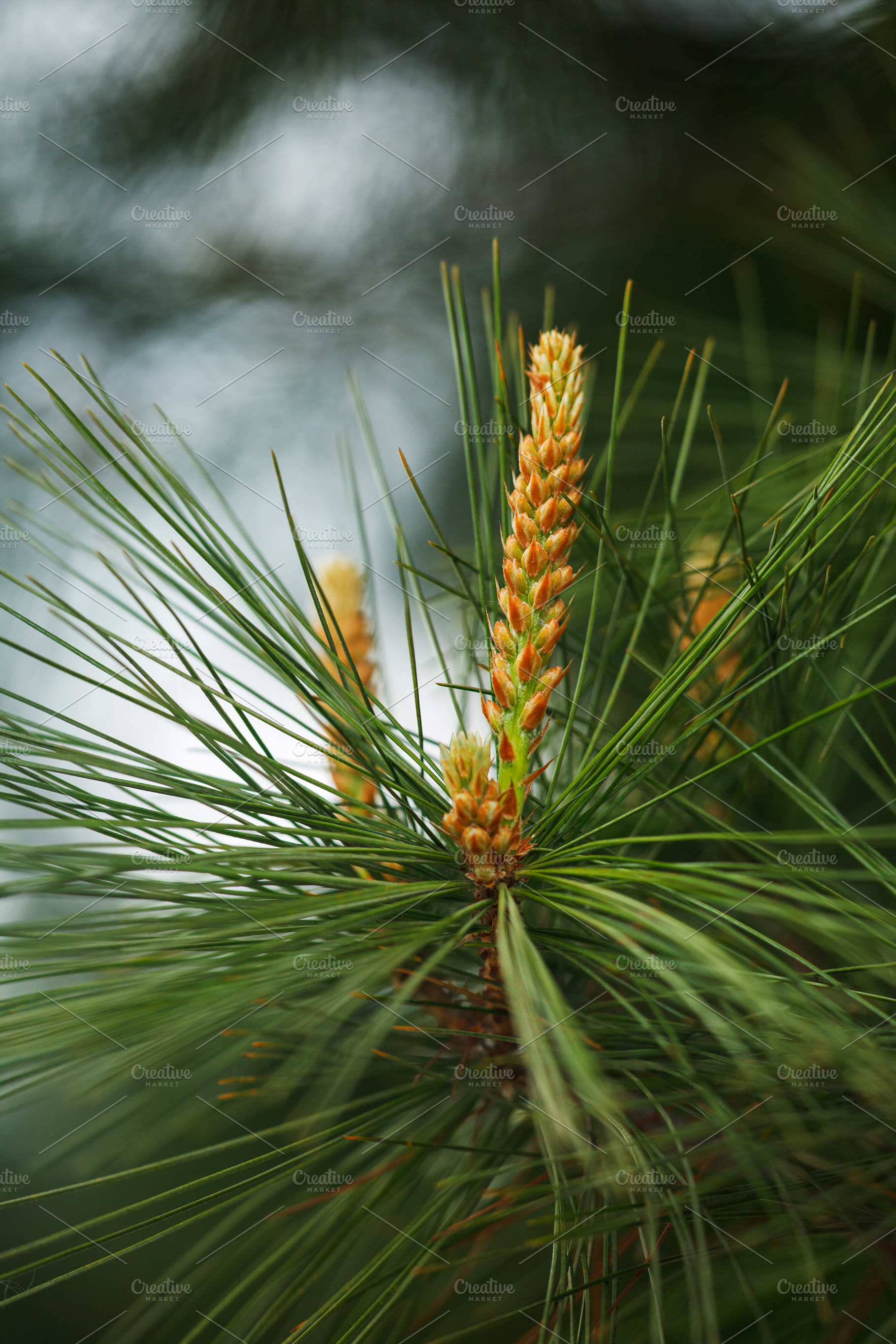 Vertical macro shot of young pine shoots or candles. Close-up of new green need, a Nature Photo by Rohan Photography