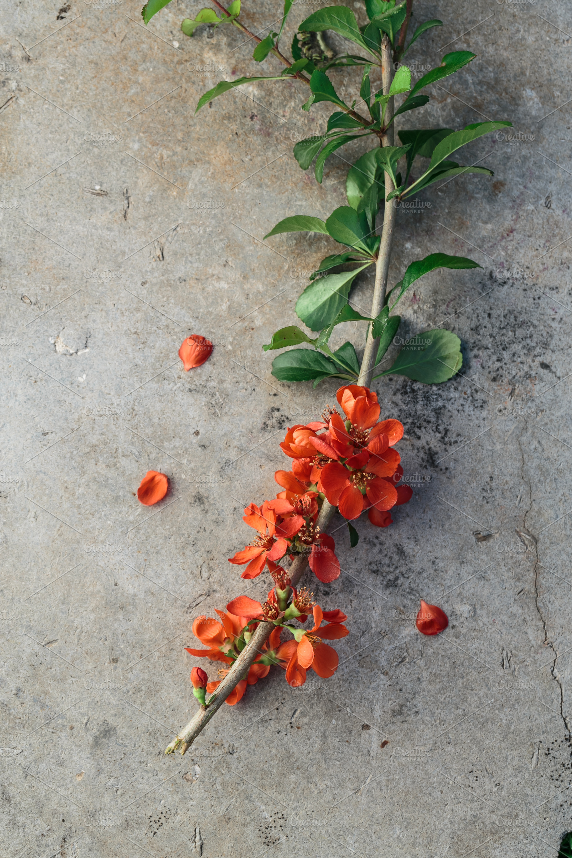 Japan quince flowers, Maules quince, a Nature Photo by Konstantin K.