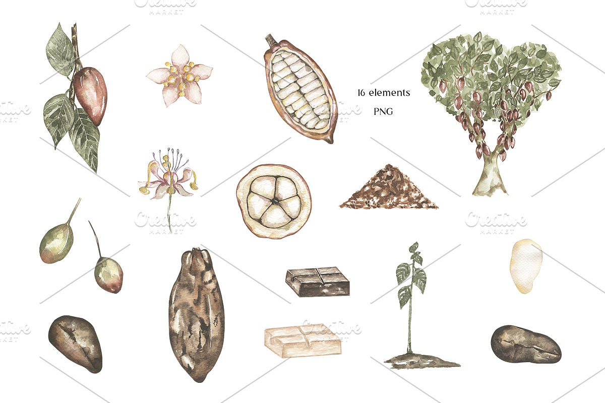 Watercolor Plant Life Cycle, an Education Illustration by MayaNavits (Photo 15 of 17)