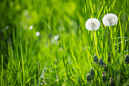 White dandelion green summer background featuring background, bright, and preview 6