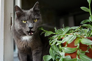 Curious gray cat with yellow eyes sitting beside a green potted plant by an ope, an Animal Photo by Ales Munt