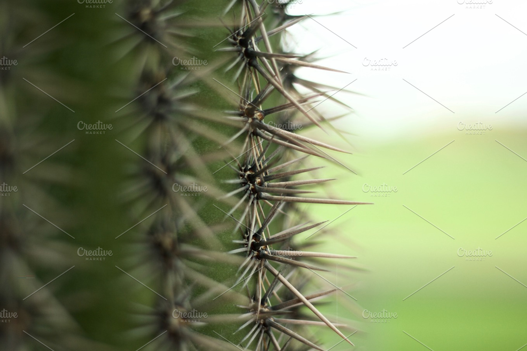 Cactus  & Needles, a Nature Photo by Teevio