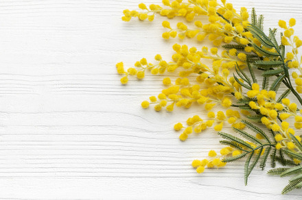 Mimosa flowers on white wooden background, a Nature Photo by Olena Rudo