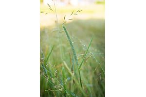 Carpathian nature in summer, a Nature Photo by Artsaba Family