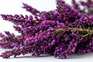 Purple heather flowers in full bloom, a Photo by Beautiful things