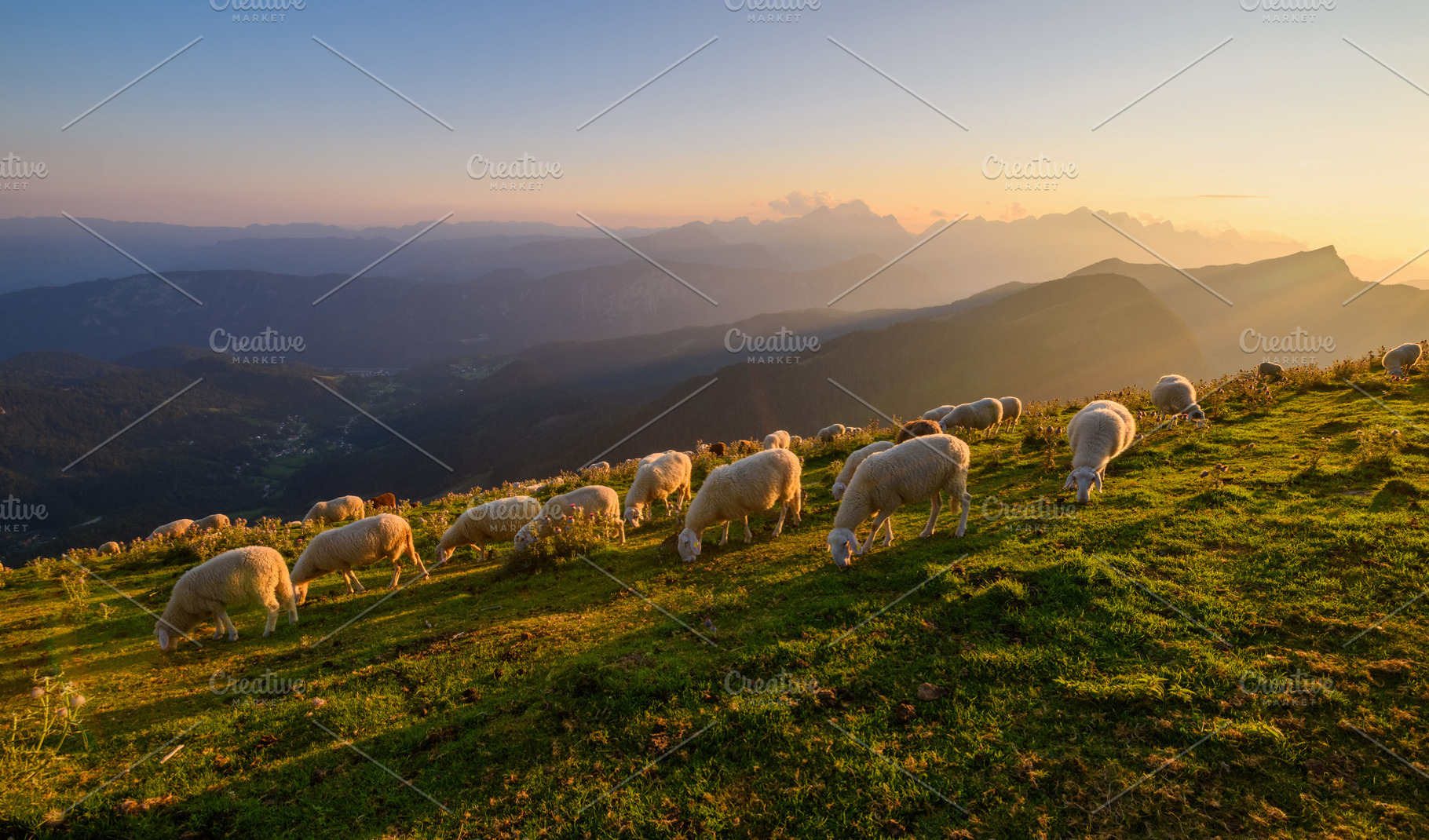 Sheep in the hills at sunset, a Nature Photo by Dreamy Pixel