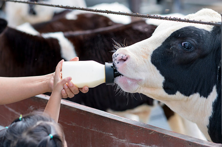 little cow feeding from milk bottle in farm, an Animal Photo by Casanowe-studio