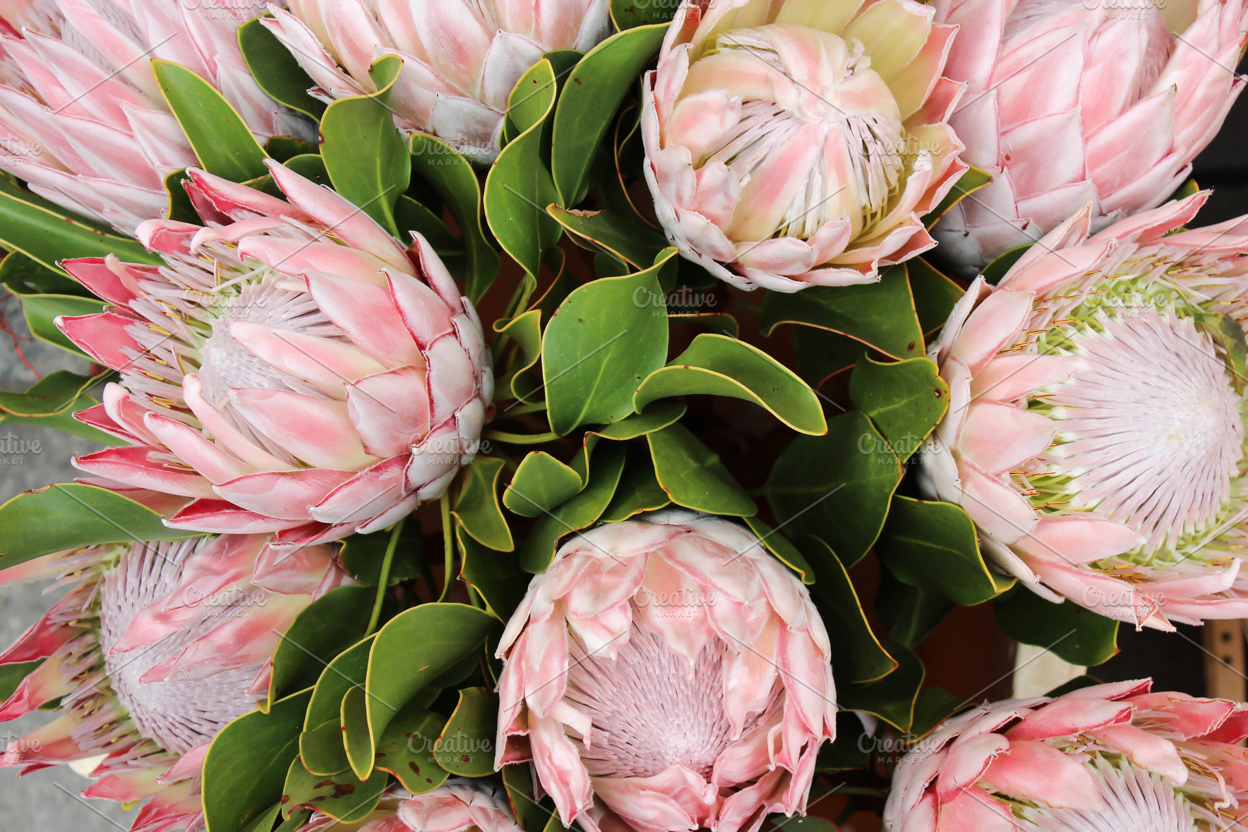 Blooming protea background containing africa, african, and background, a Nature Photo by Arymer