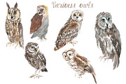 Watercolor Owls Bundle - 53 Owls, an Animal Illustration by YesFoxy (Thumbnail 10 of 11)