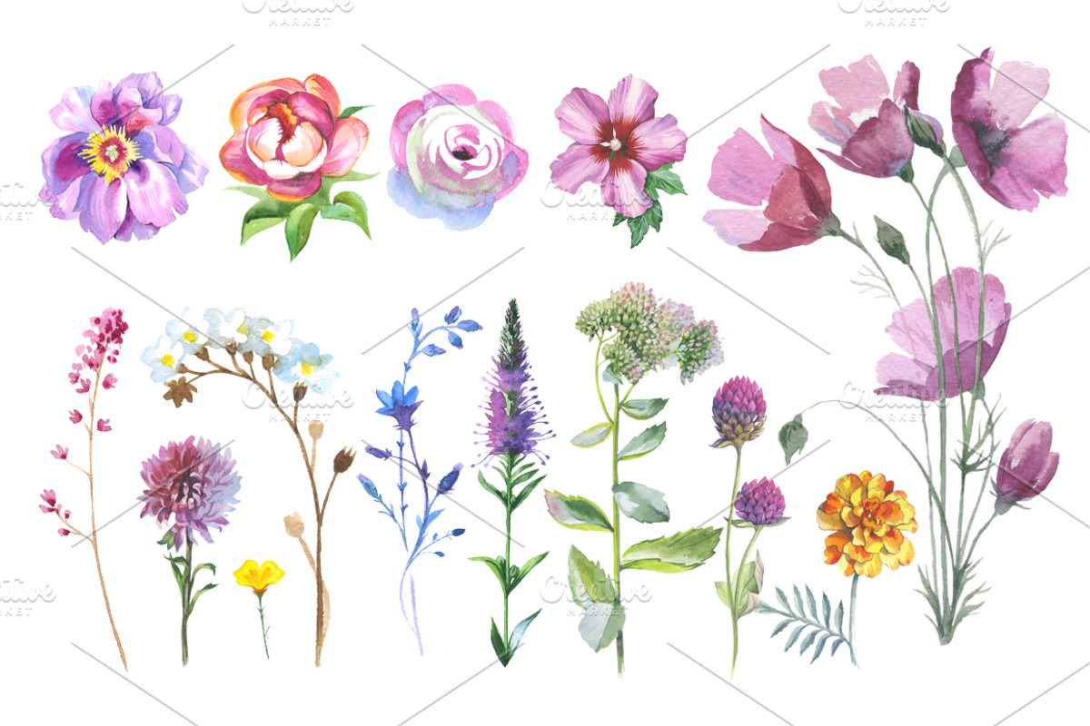 Wild Flowers watercolor PNG set, a Decorative Illustration by WatercolorPNG.com (Photo 2 of 13)