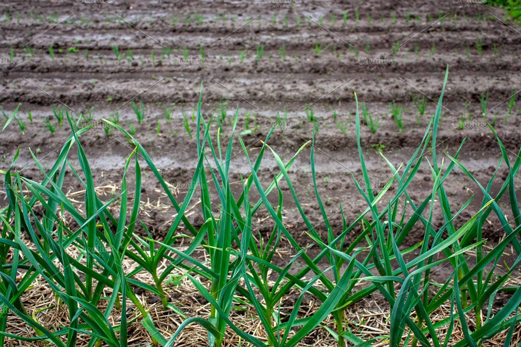 Green onions grow in the garden, a Food & Drink Photo by Schreibikus