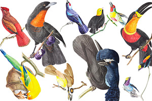 Exotic Birds Set 1