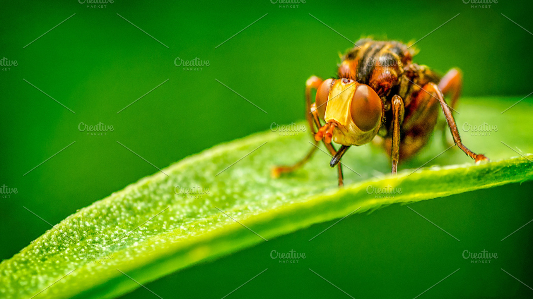 The bug containing bug, fly, and insect, an Animal Photo by Shoey Photography