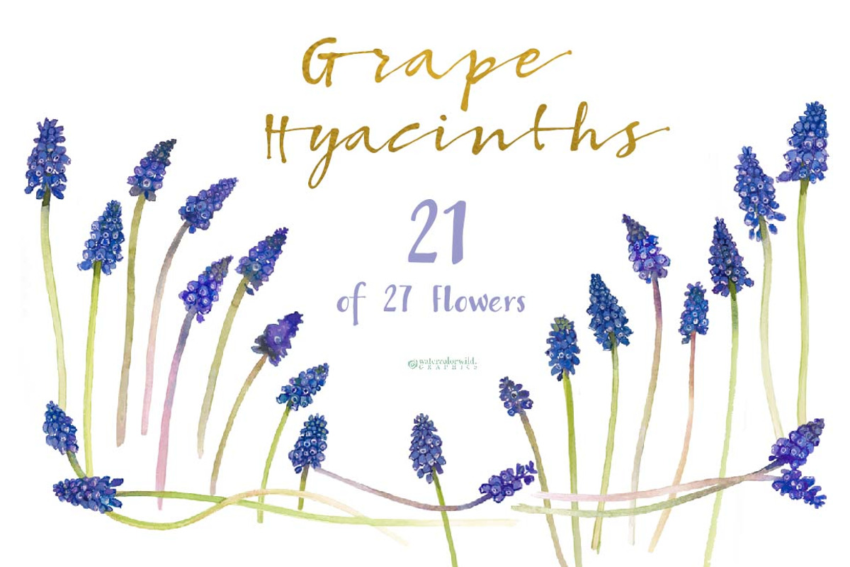 Grape Hyacinths_Blue Spring, an Illustration by watercolorwild.graphics (Photo 4 of 8)
