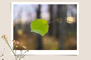 Autumn nature photography set, a Nature Photo by pictures for you (Thumbnail 15 of 22)