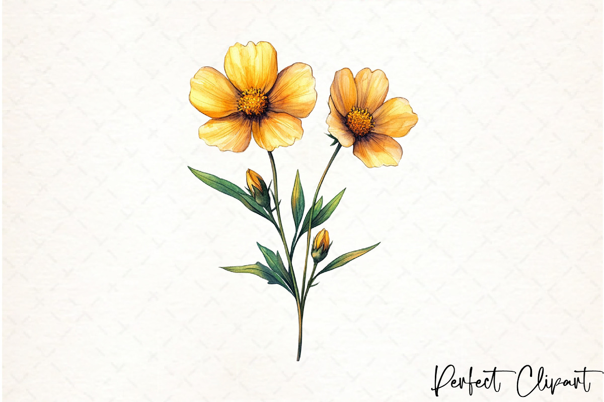 Coreopsis Flower Watercolor Clipart, an Illustration by Watercolor design (Photo 10 of 10)