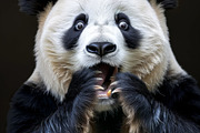236 surprised animals, an Animal Photo by Handmadefont (Thumbnail 118 of 241)