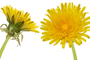 Bright yellow dandelion flower against an isolated background, w, a Nature Photo by ndanko