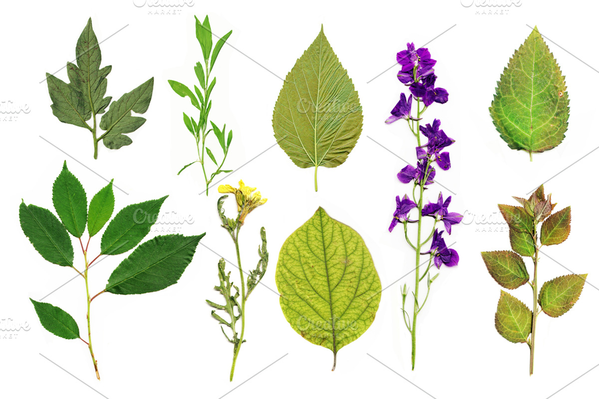 Vintage herbarium seamless pattern preview 3