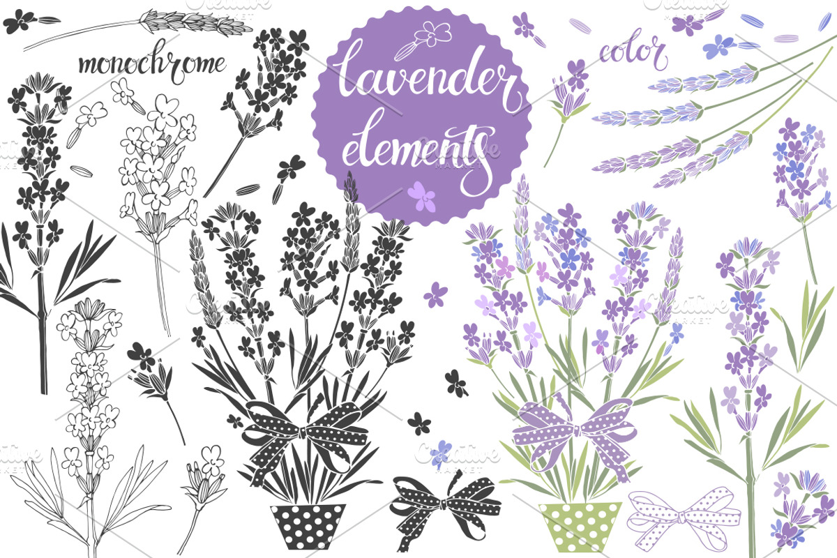Lavender., an Object Illustration by maritime_m (Photo 2 of 7)